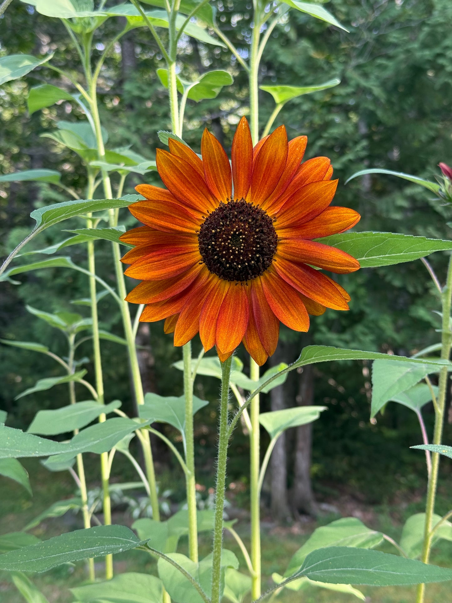 Sunny Days - Citrine Garnet, and Pearls Adjustable Bracelet